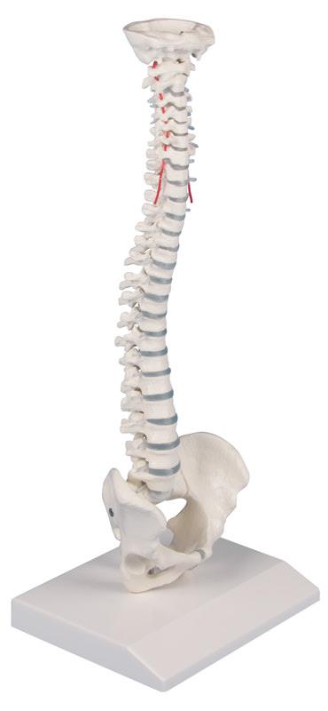 Flexibilná chrbtica na stojane