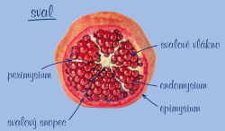 Fascilna osteopatia