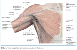 Fascilna osteopatia