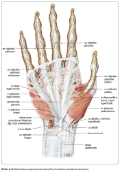 Fascilna osteopatia