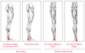 Spov body a fascie