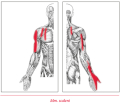Spov body a fascie