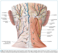 Nervov systm v osteopatii