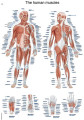 Plagát svalová sústava človeka 70x50 cm