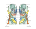 Terapia reflexnch zn na nohe